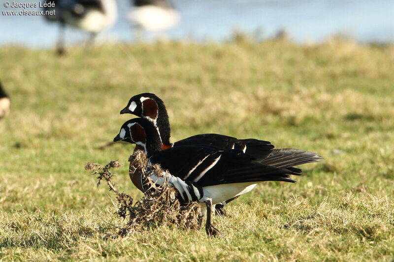 Red-breasted Goose