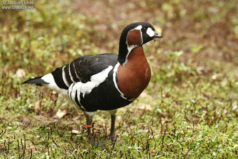 Red-breasted Goose