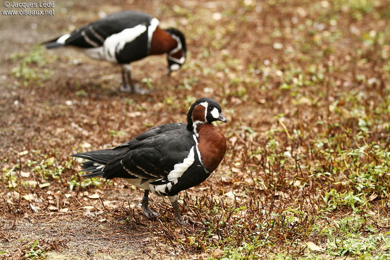 Red-breasted Goose