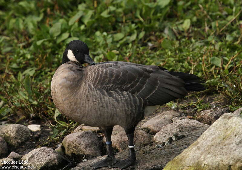 Cackling Goose