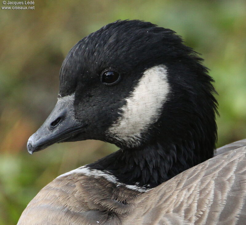 Cackling Goose