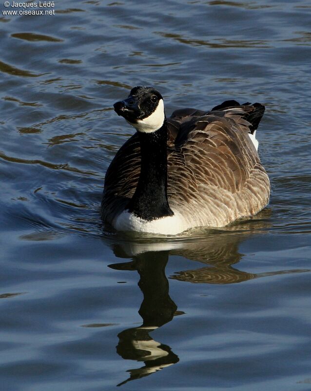 Canada Goose