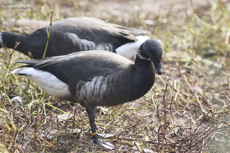 Brant Goose (nigricans)