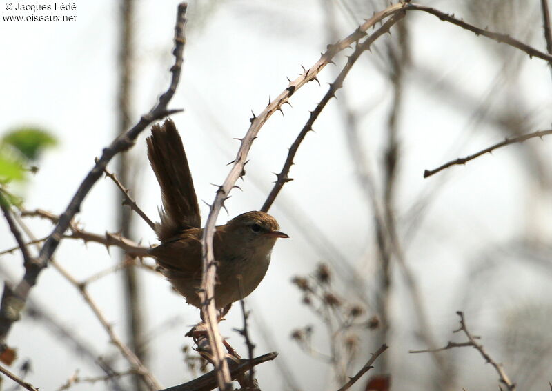 Cetti's Warbler