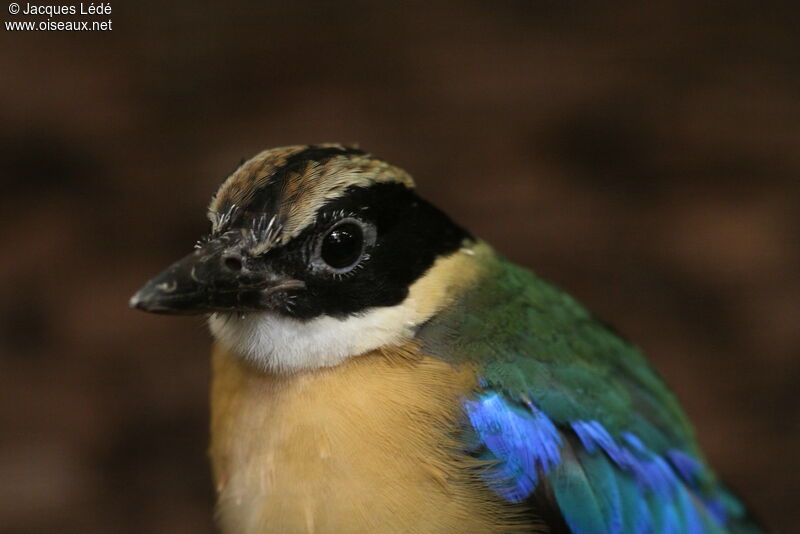 Blue-winged Pitta