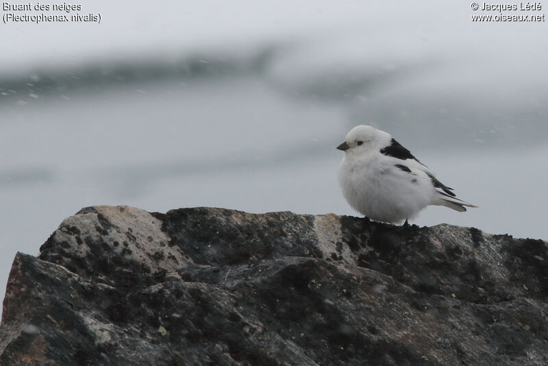 Snow Bunting