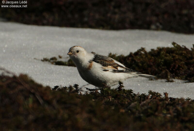 Snow Bunting