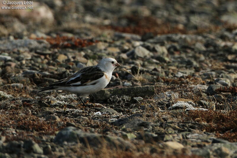 Snow Bunting