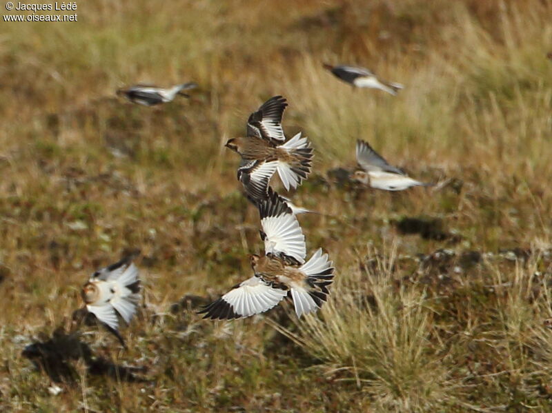 Snow Bunting