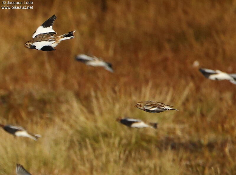 Snow Bunting