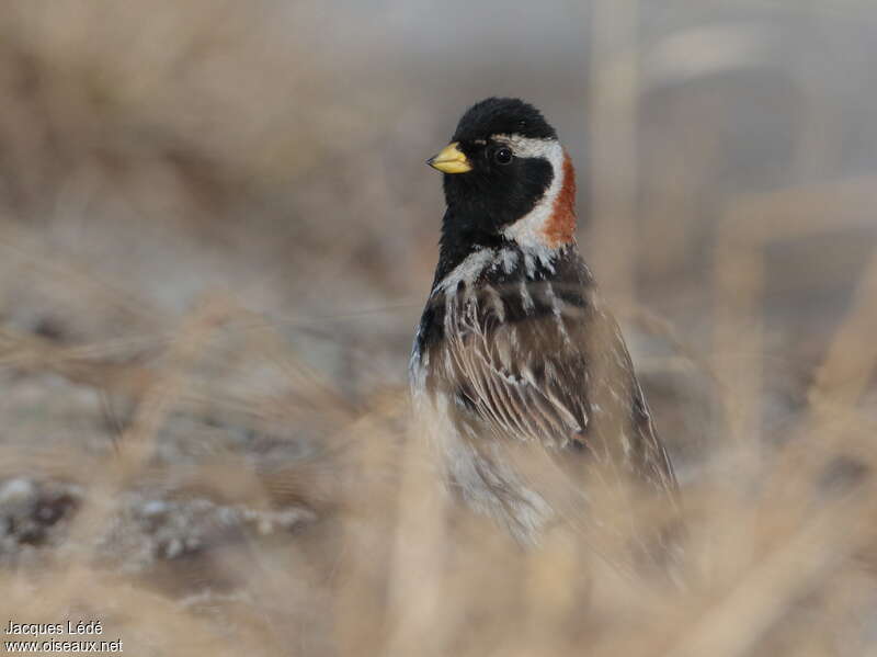 Lapland Longspur male adult breeding, close-up portrait