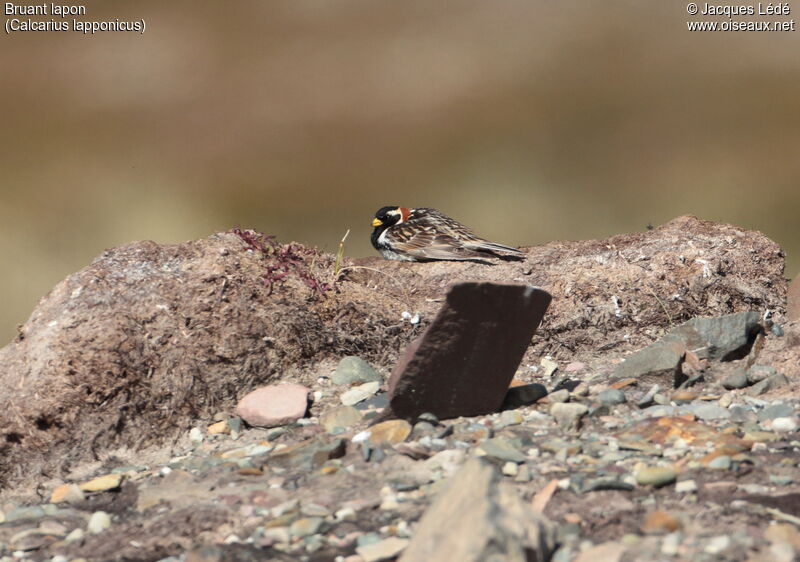 Lapland Longspur