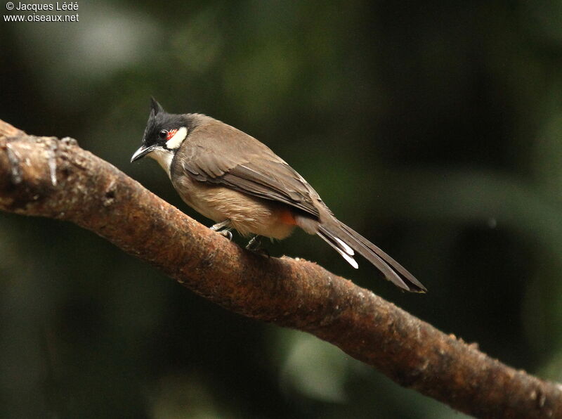 Red-whiskered Bulbul