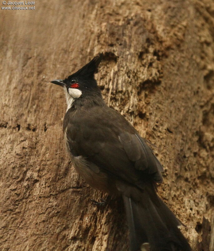 Red-whiskered Bulbul