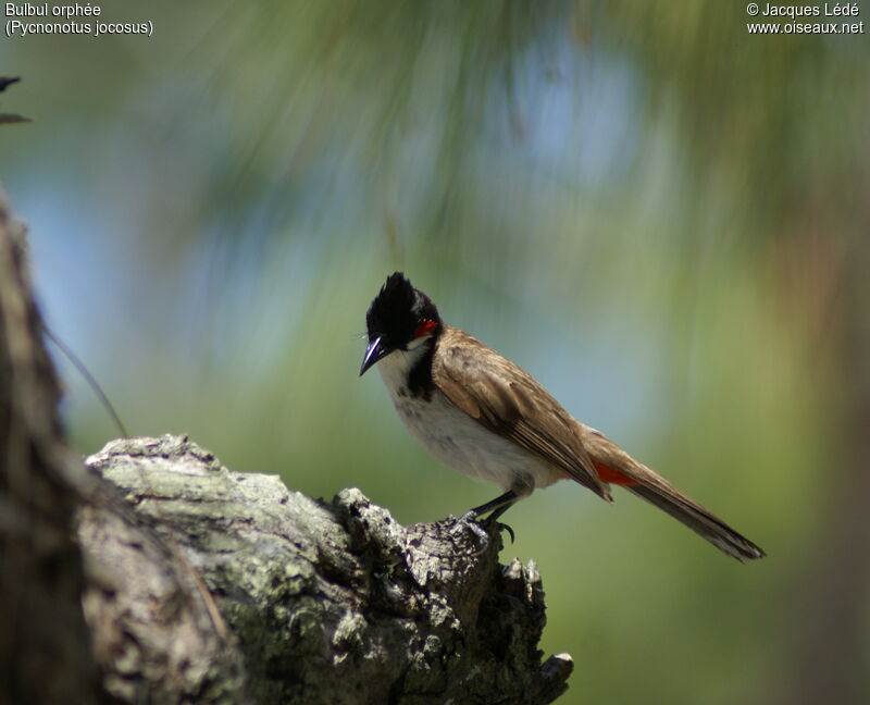 Bulbul orphée