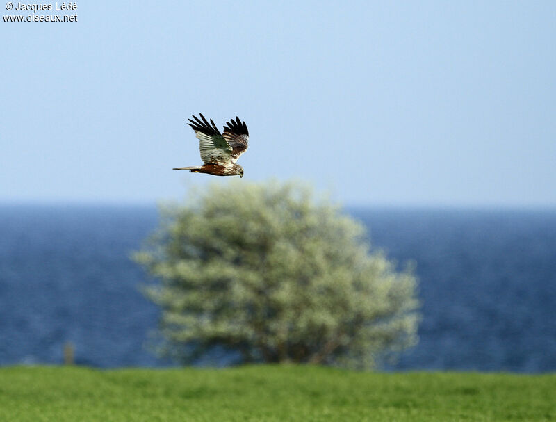 Western Marsh Harrier