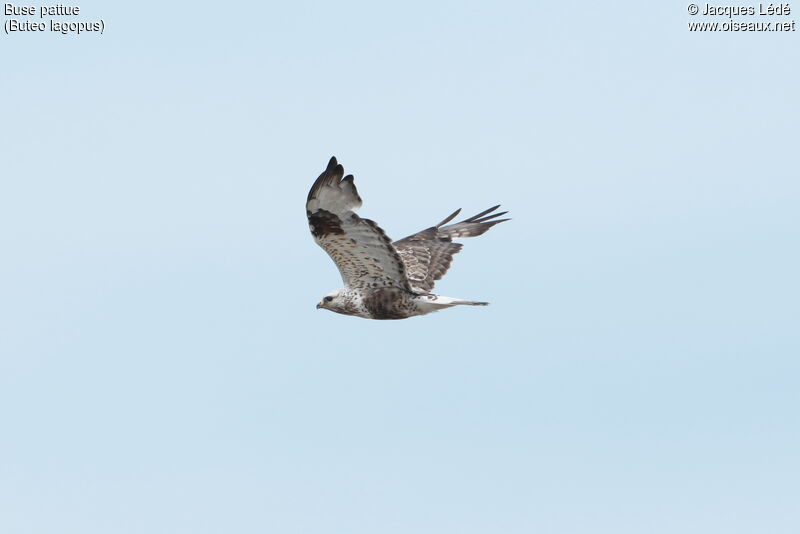 Rough-legged Buzzard