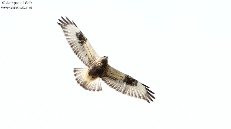 Rough-legged Buzzard