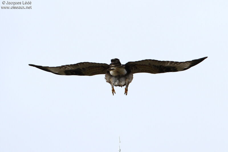 Rough-legged Buzzard