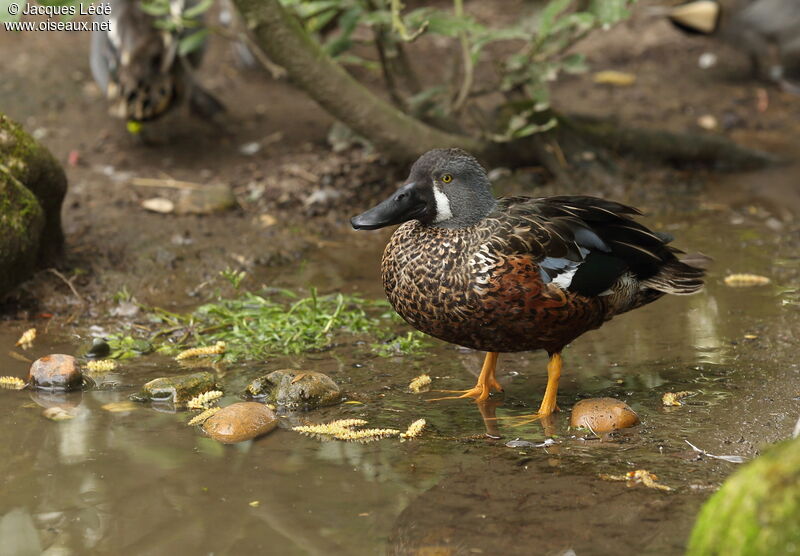 Canard bridé