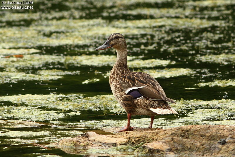 Mallard