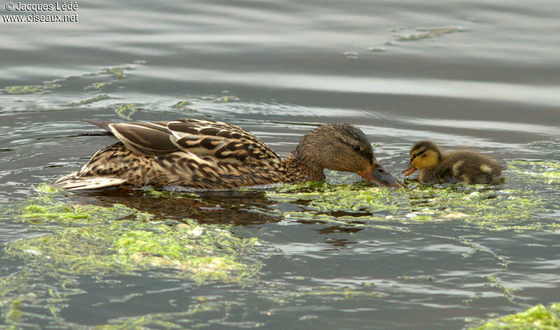 Canard colvert