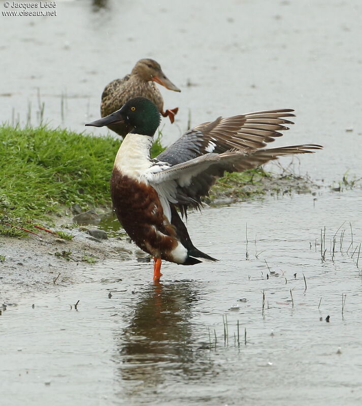 Canard souchet