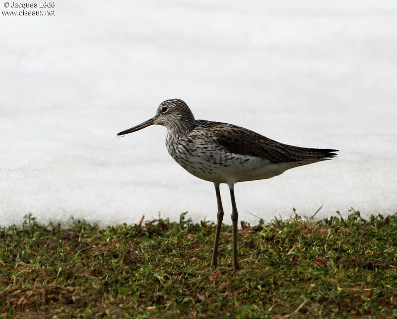 Common Greenshank