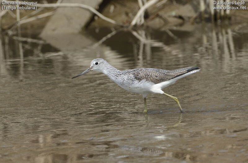 Common Greenshank