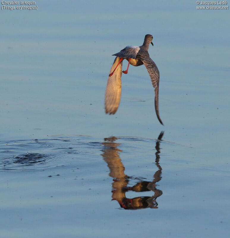 Spotted Redshank