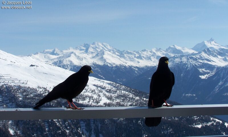 Alpine Chough