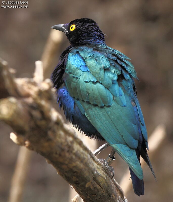 Purple Starling