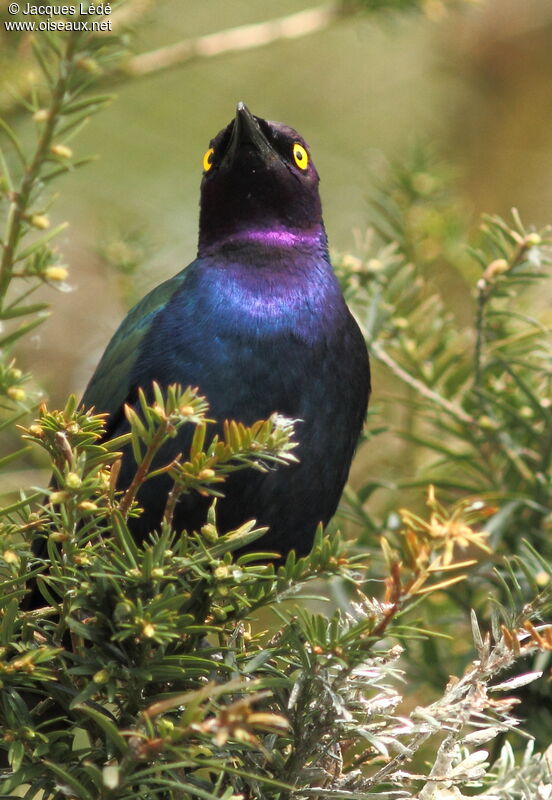 Purple Starling