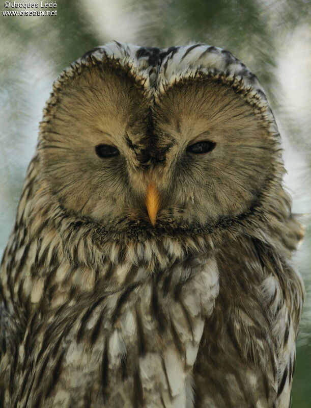 Ural Owl