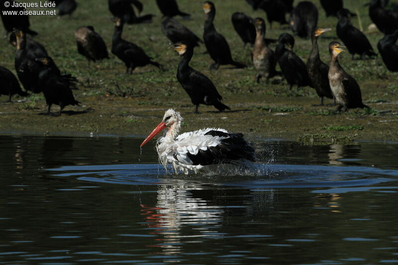 White Stork