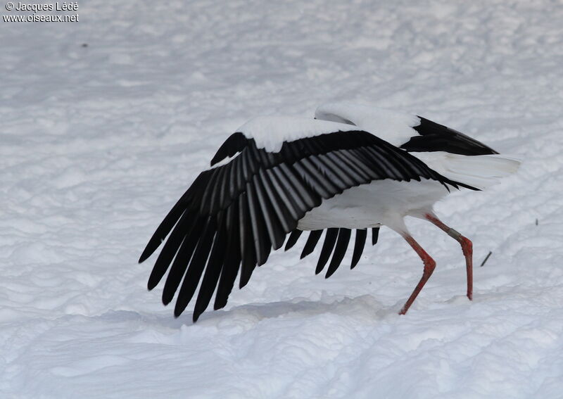 White Stork