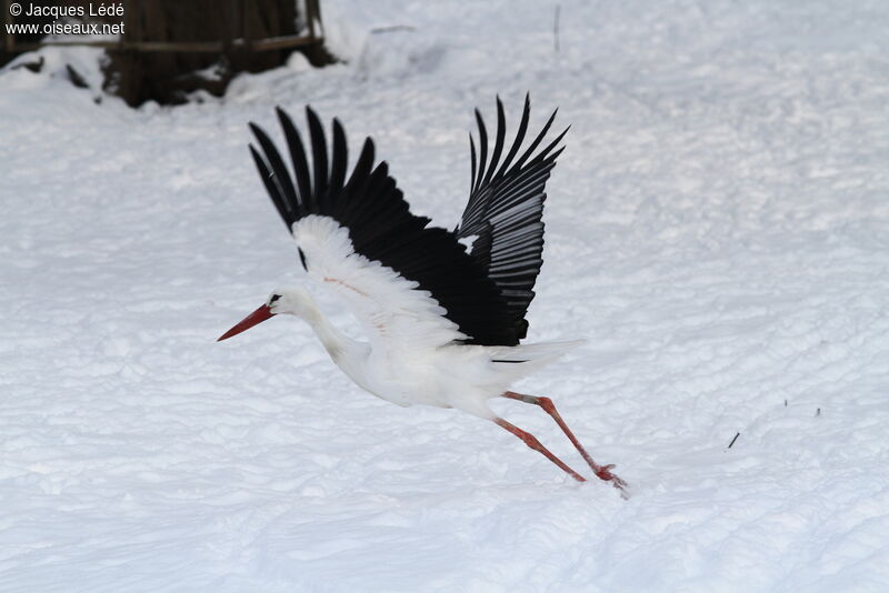 Cigogne blanche