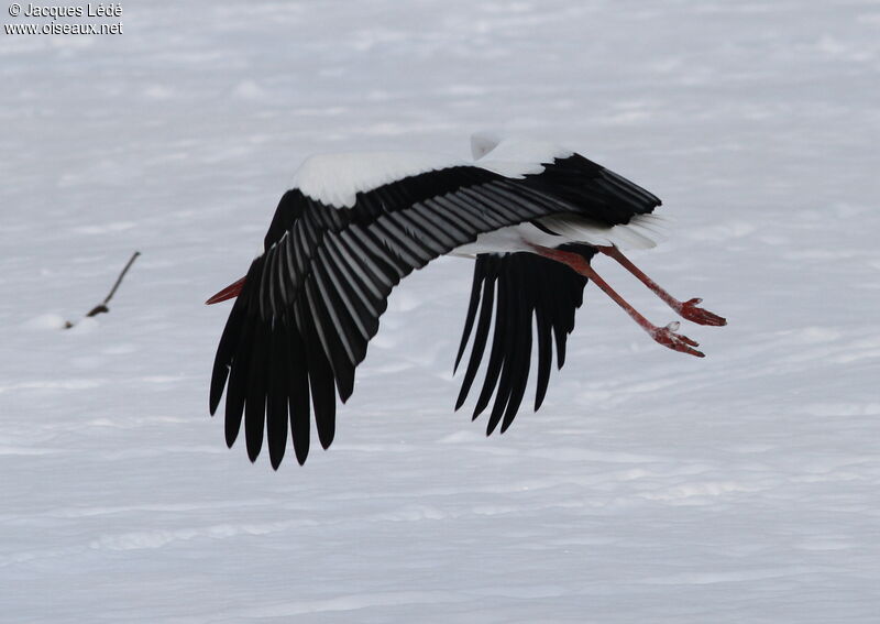 White Stork