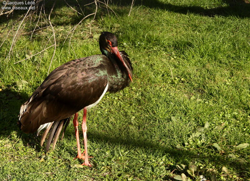 Cigogne noire