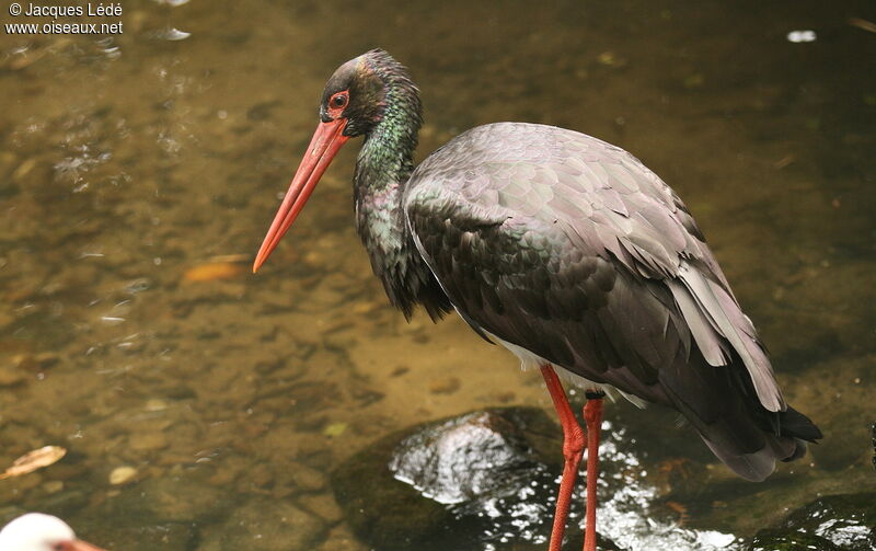 Cigogne noire