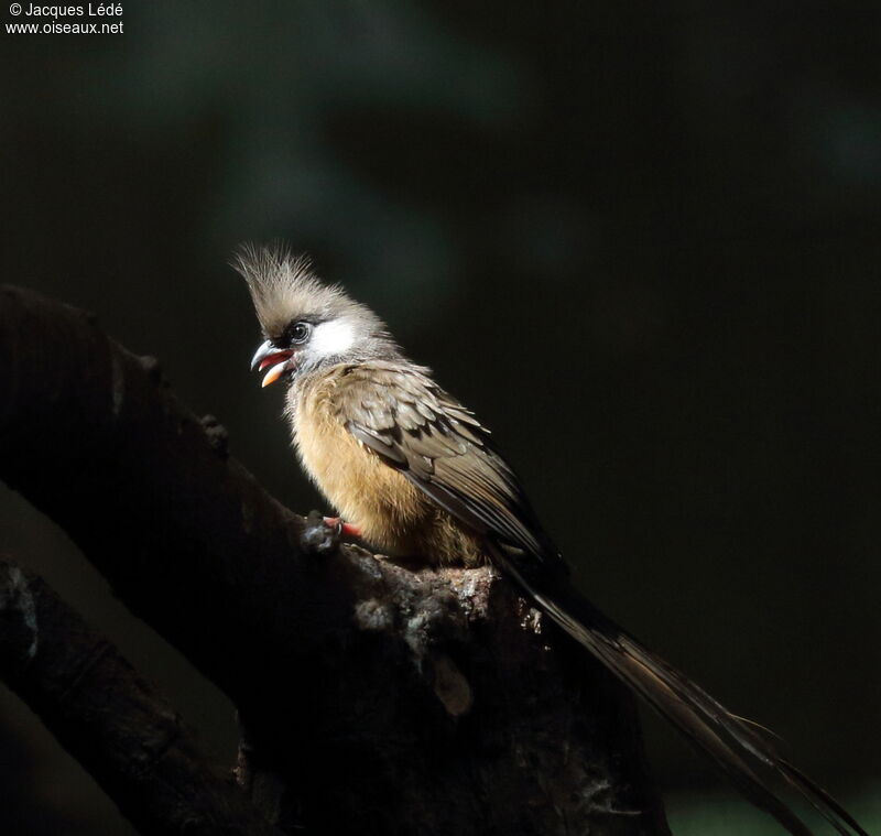 Speckled Mousebird