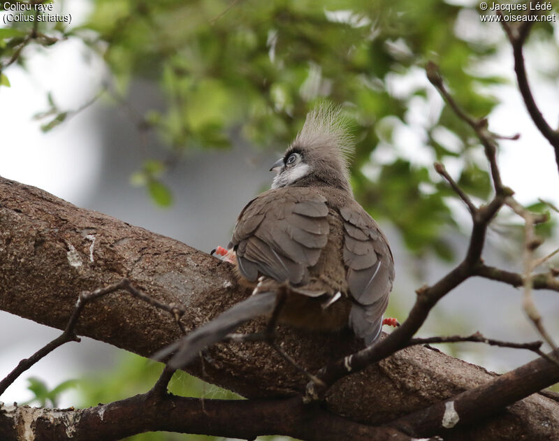 Speckled Mousebird