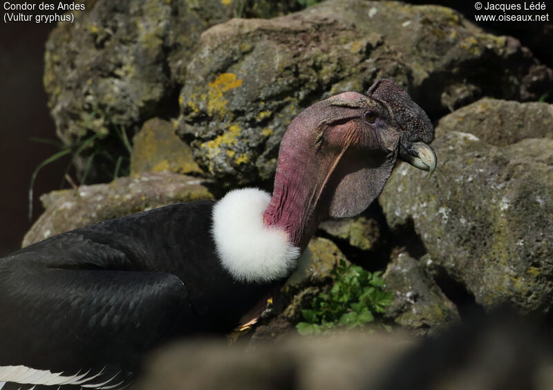 Condor des Andes