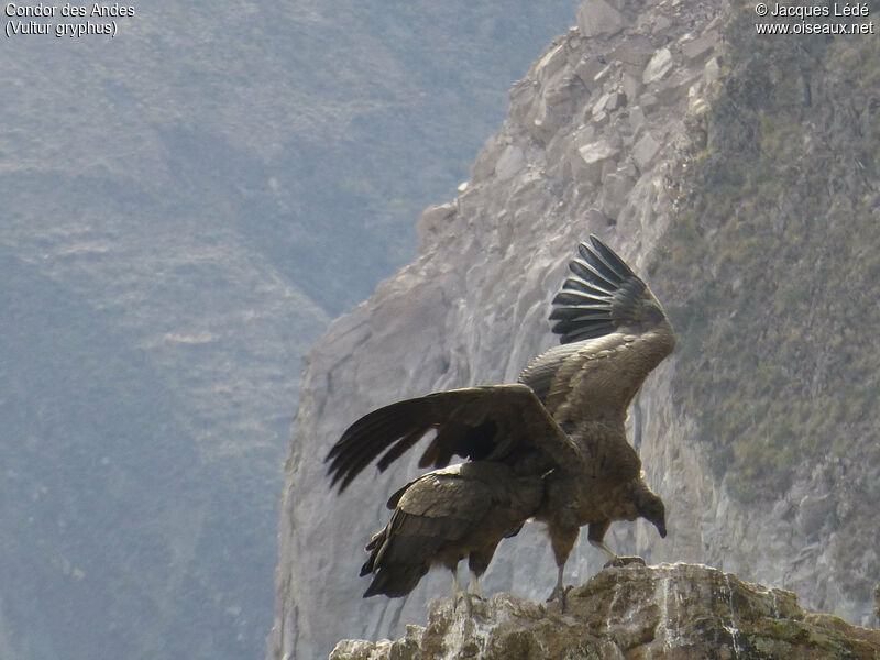 Condor des Andes