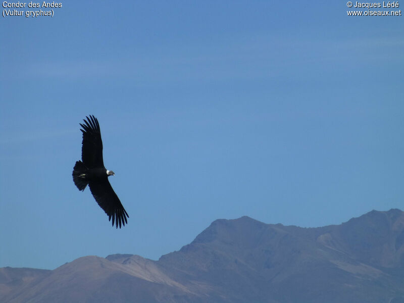 Condor des Andes