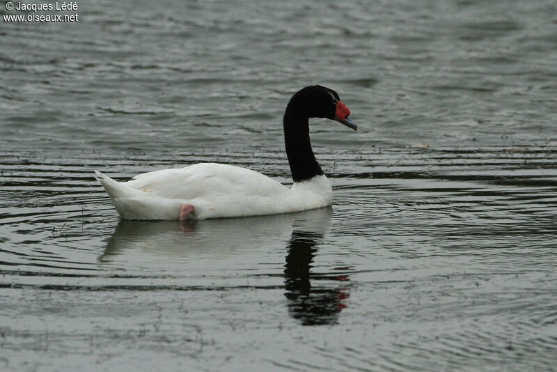 Black-necked Swan