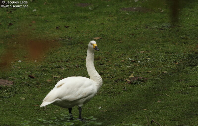 Tundra Swan