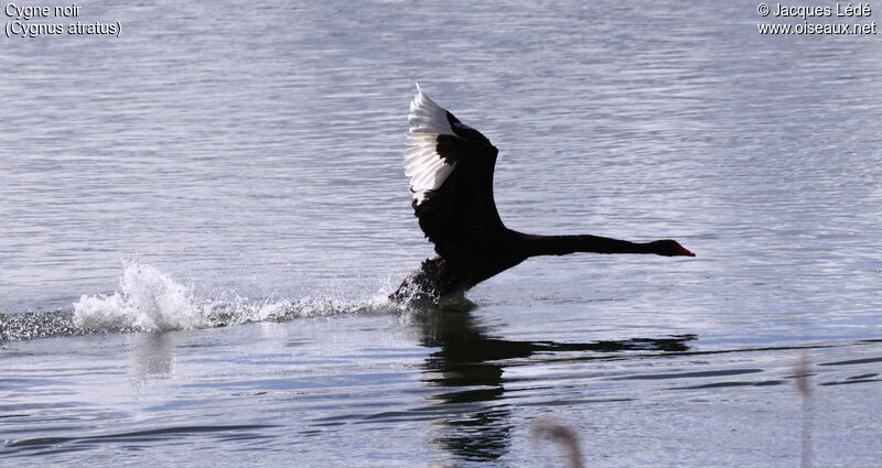 Black Swan