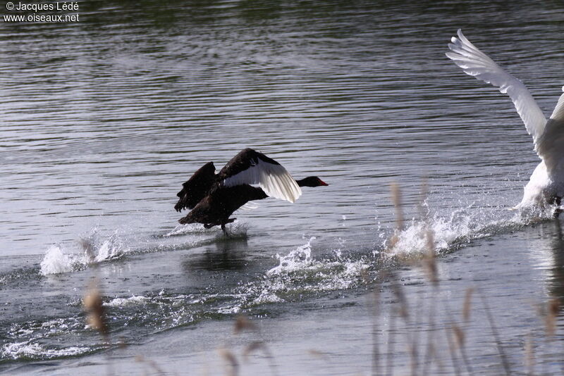 Black Swan