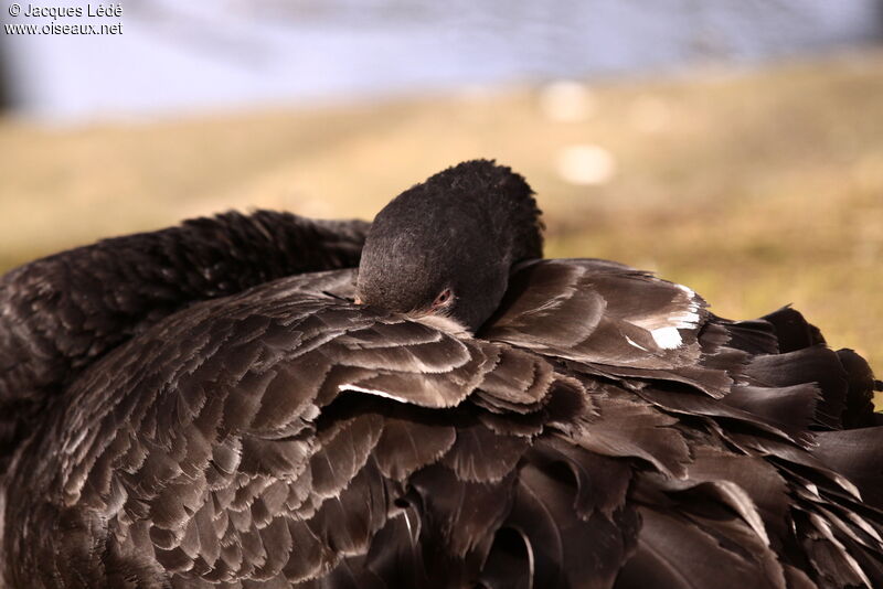 Cygne noir